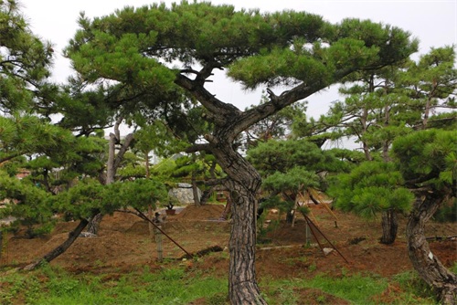 如何判斷造型松樹的健康狀況？